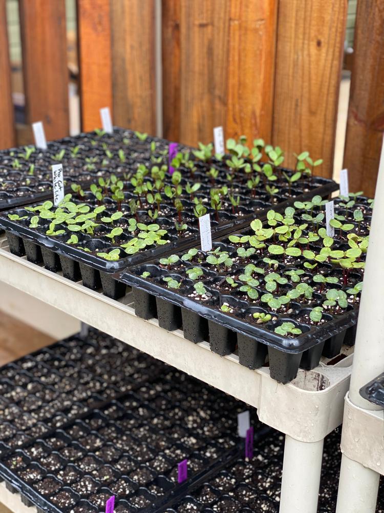 50 Cell Seed Planting Trays - Customer Photo From Abbey V