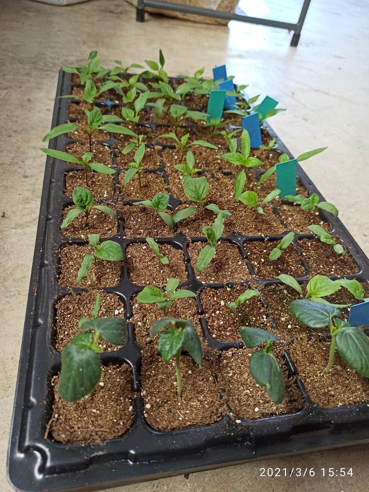 50 Cell Seed Planting Trays - Customer Photo From Michelle H