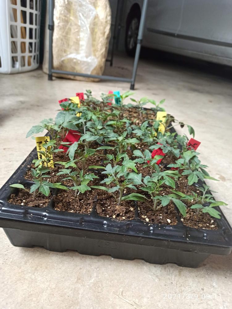 50 Cell Seed Planting Trays - Customer Photo From Michelle H