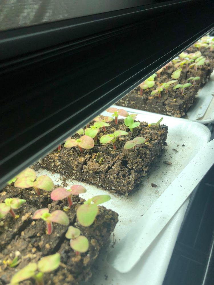 LED Strip Grow Lights - 48in - Customer Photo From Jennifer M