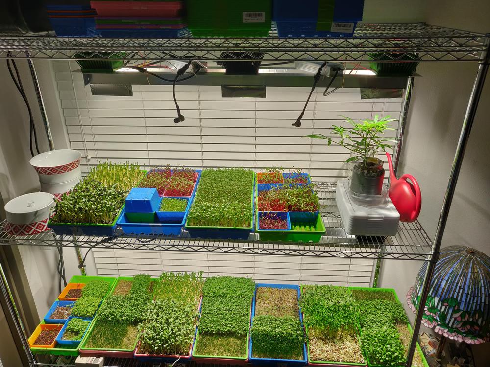 LED Strip Grow Lights - 48in - Customer Photo From Beth