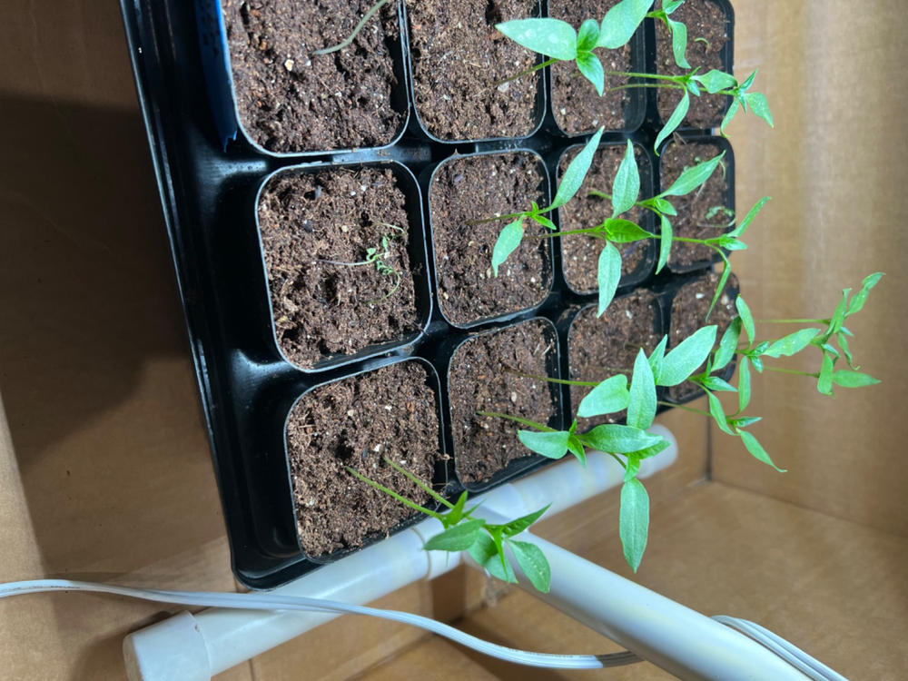 1020 Microgreen Trays - Shallow Extra Strength - Customer Photo From Dennis Price