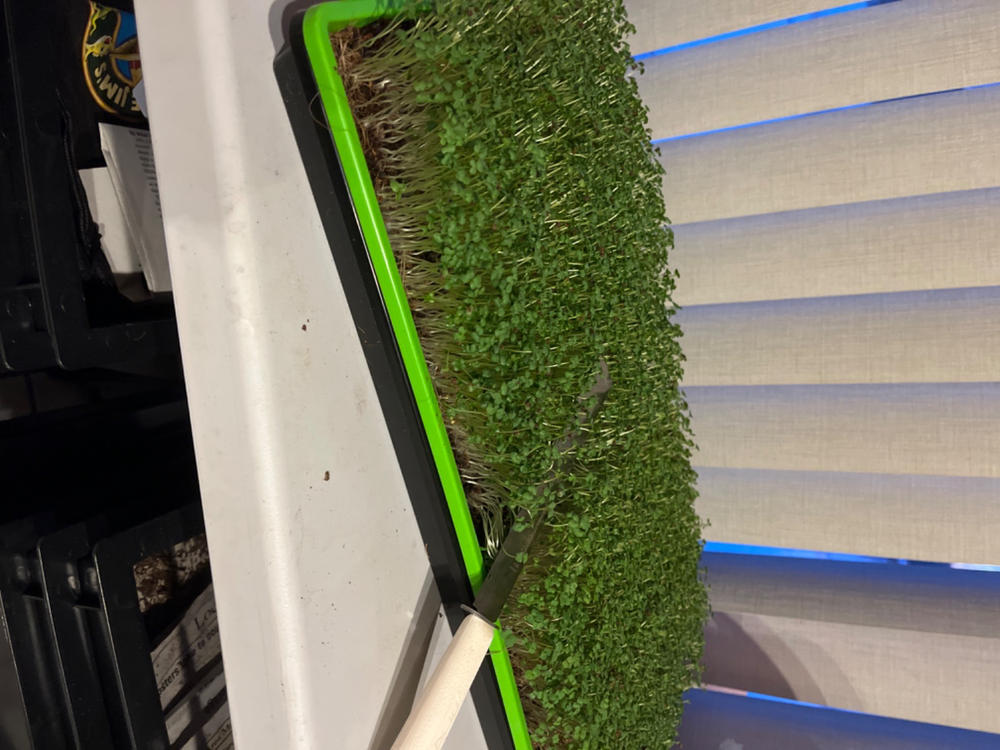 1020 Microgreen Trays - Shallow Extra Strength - Customer Photo From Anonymous