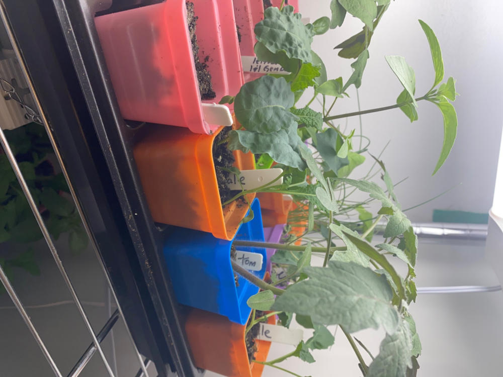 1020 Microgreen Trays - Shallow Extra Strength - Customer Photo From Brunilda Trinidad