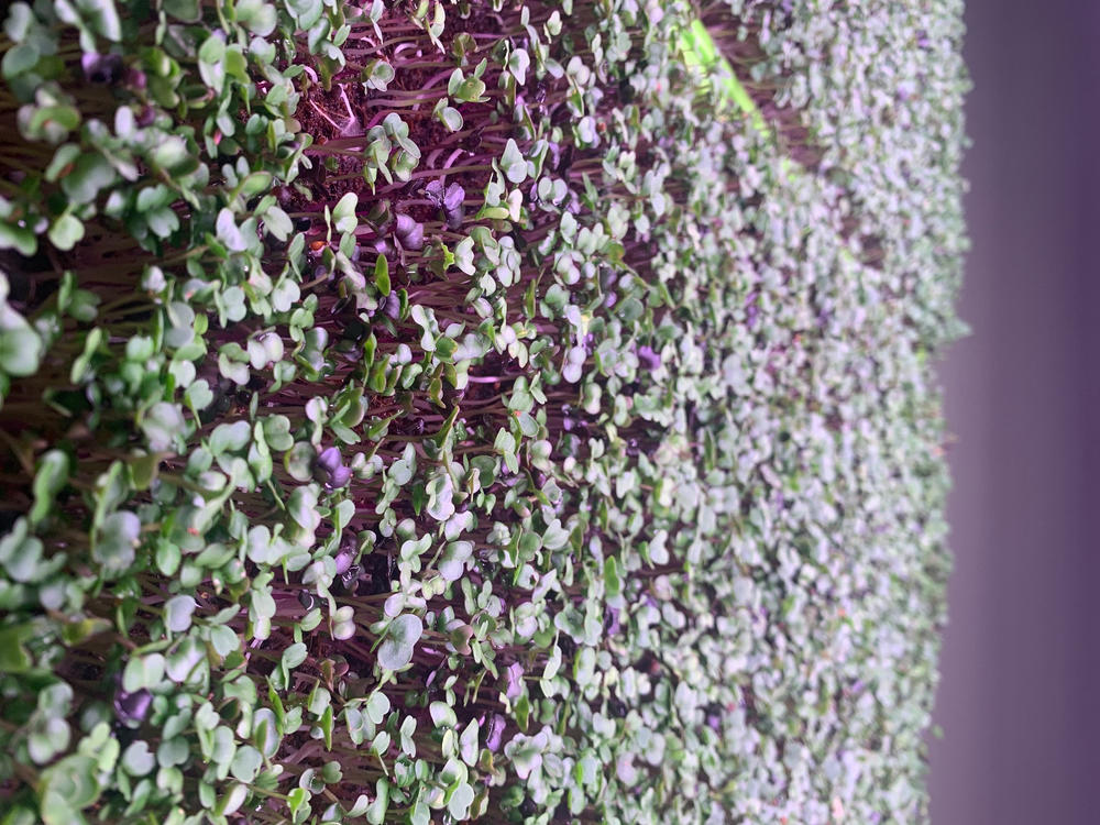 1020 Microgreen Trays - Shallow Extra Strength - Customer Photo From Chad Ozee