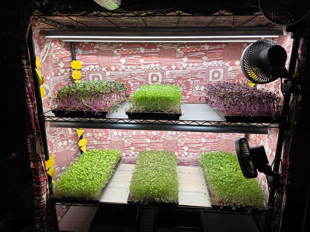 1020 Microgreen Trays - Shallow Extra Strength - Customer Photo From Erick Gilman