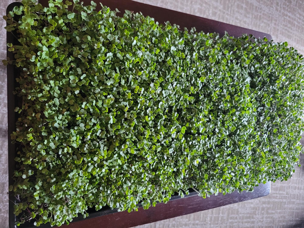 1020 Microgreen Trays - Shallow Extra Strength - Customer Photo From Shelley Pelky