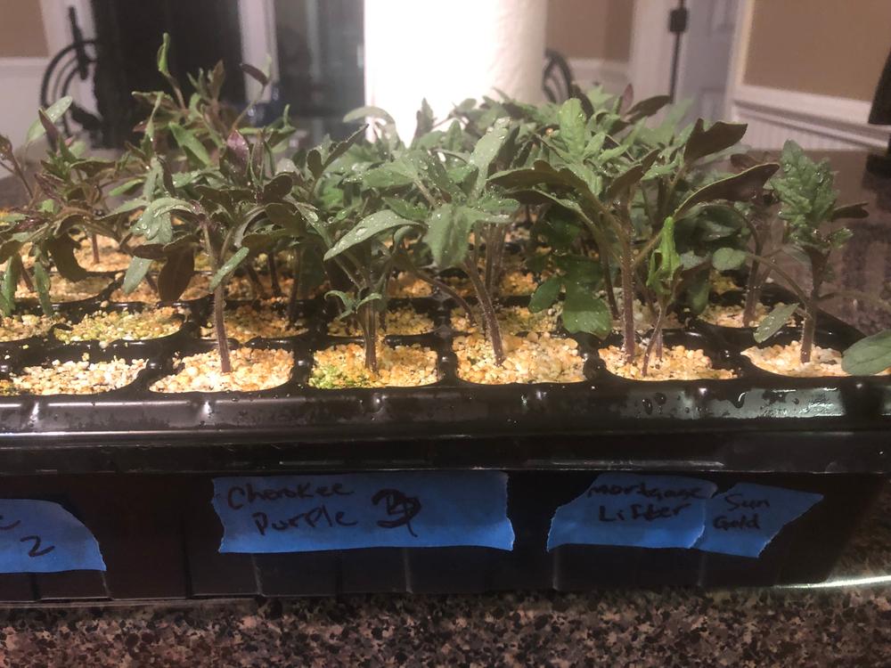 Seed Starting Heat Mat - Customer Photo From Troy S
