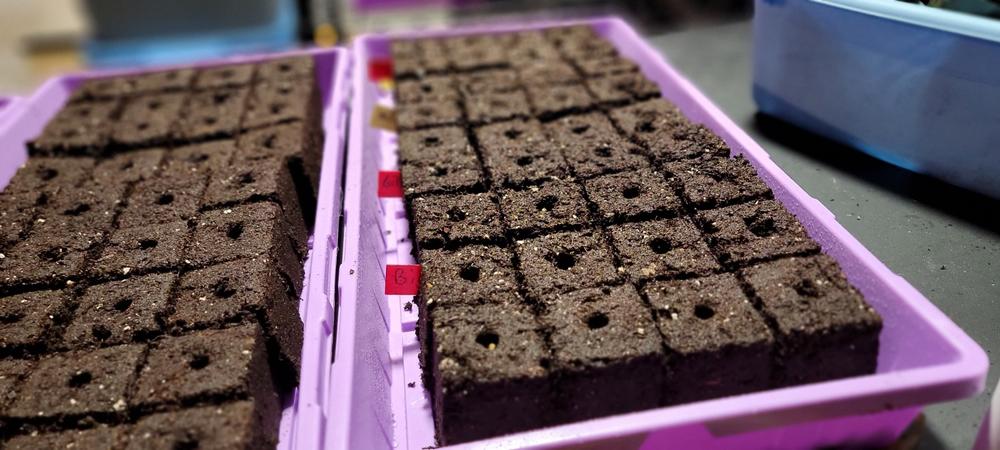 1020 Seed Starting Trays - Colored - Customer Photo From Michael Newville