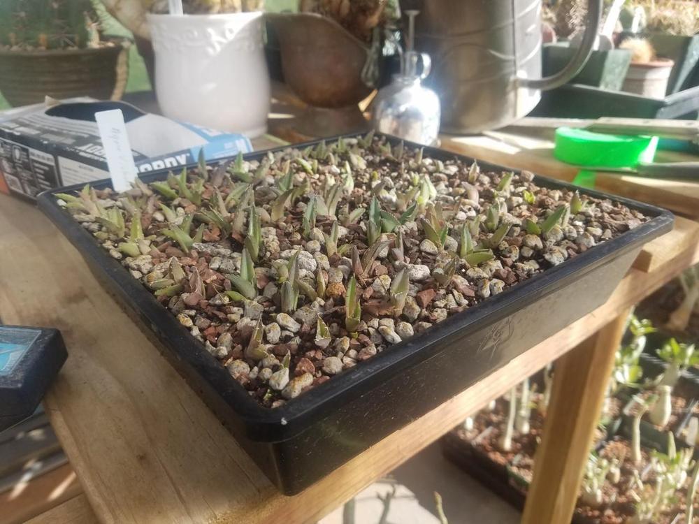 1010 Seed Germination Tray 2.5in Deep with Holes - Customer Photo From Marquita E