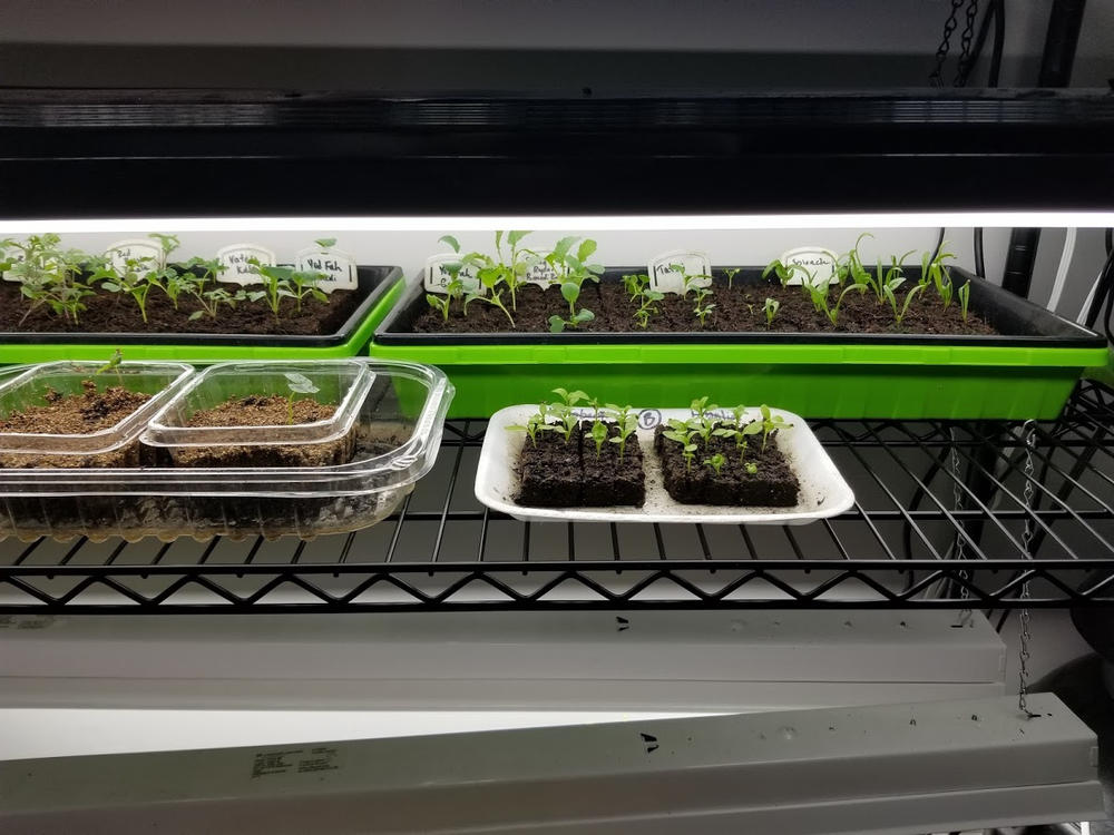 1010 Seed Germination Tray with Holes - Customer Photo From Amanda Thorsen