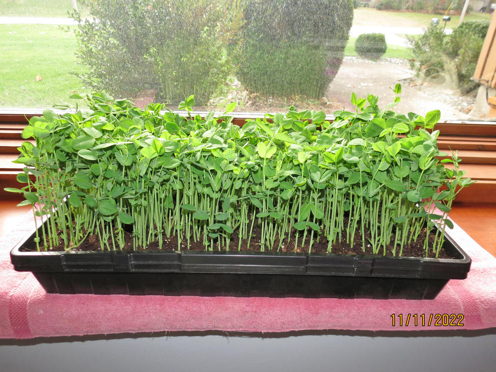 1010 Seed Germination Tray 2.5in Deep with Holes - Customer Photo From MICHAEL D