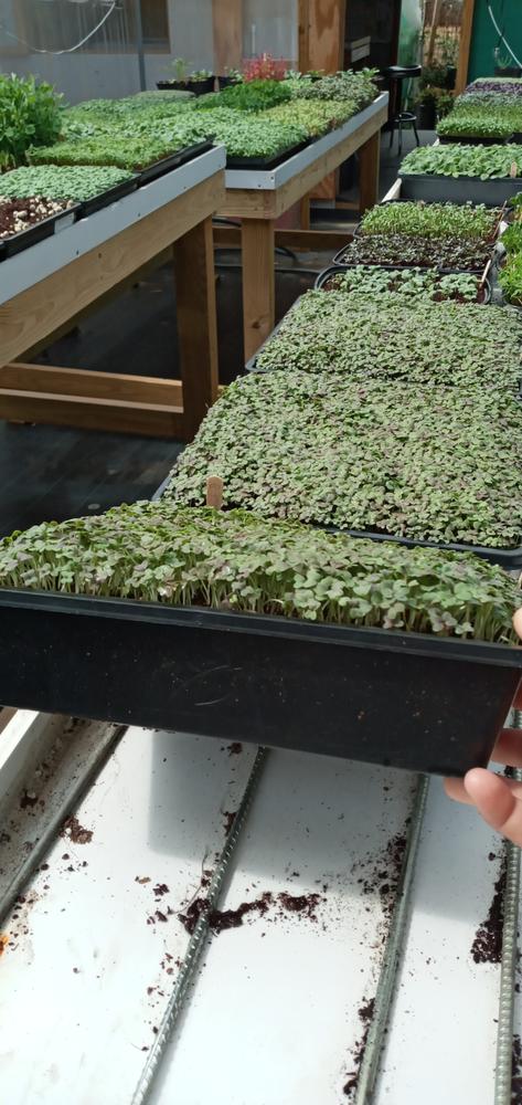 1010 Seed Germination Tray 2.5in Deep with Holes - Customer Photo From Cooijman V