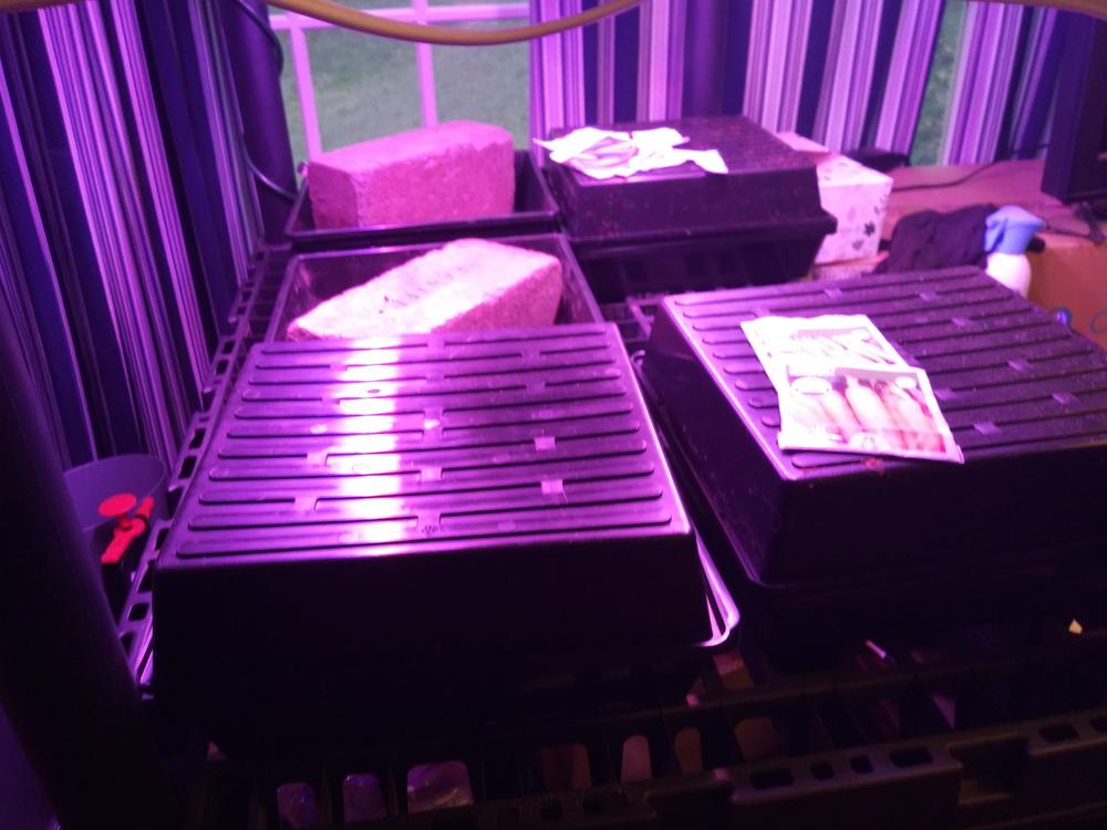 1010 Seed Germination Tray 2.5in Deep with Holes - Customer Photo From Stephanie S