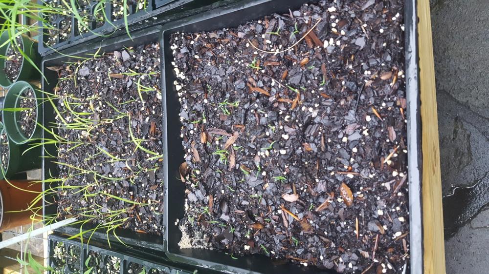 1010 Seed Starting Tray w/ Drain Holes - Extra Strength - Customer Photo From Anonymous