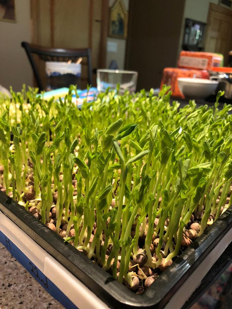 1010 Seed Germination Tray 2.5in Deep with Holes - Customer Photo From Lisa K
