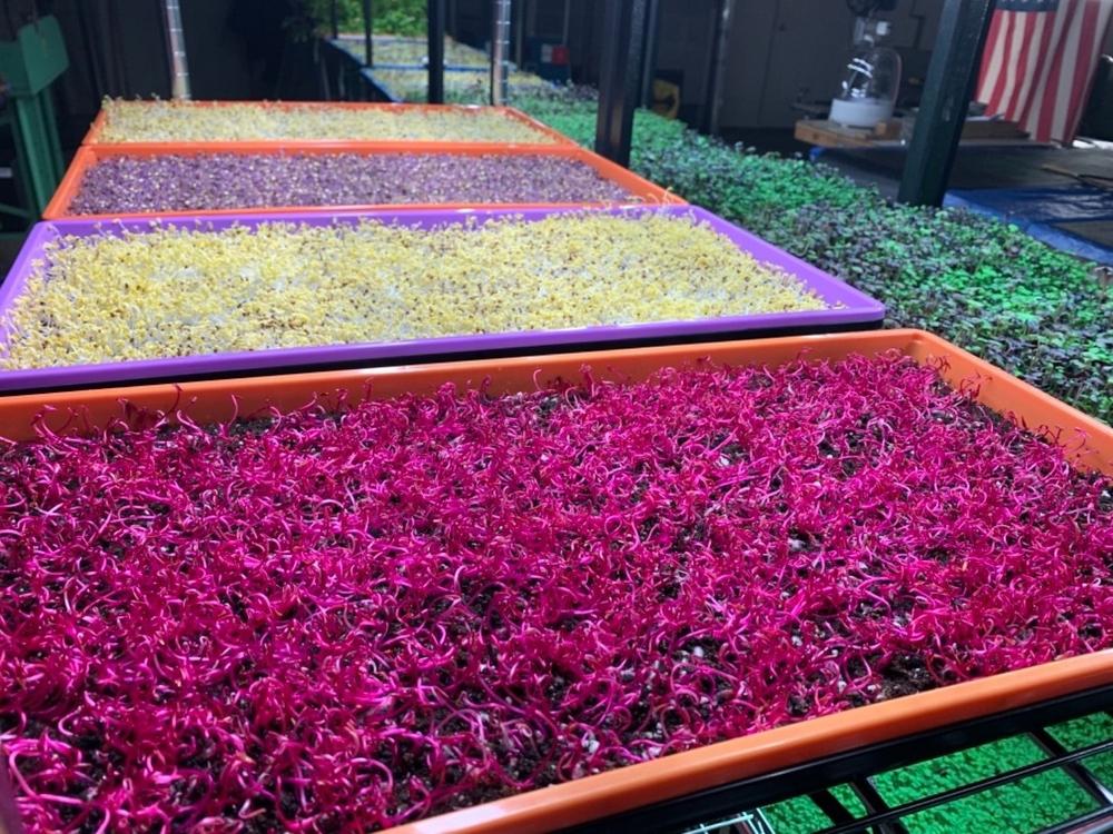 Microgreen Trays - Extra Strength Colors - Customer Photo From UPPER G.