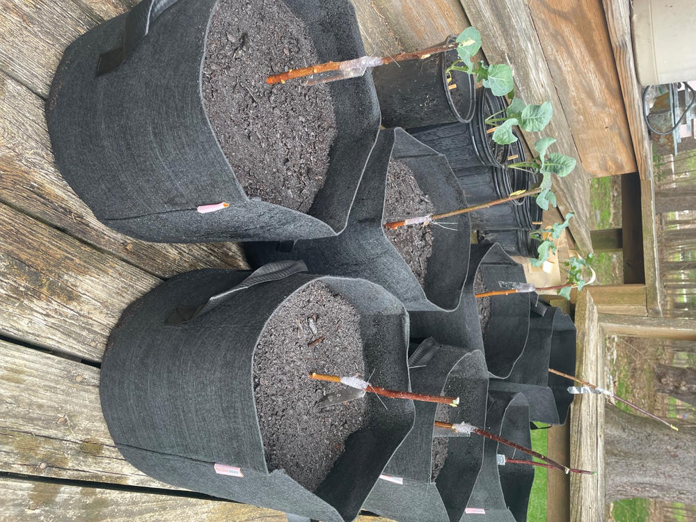 Grow Bags - 2 to 50 Gallon - Black - Customer Photo From Anonymous