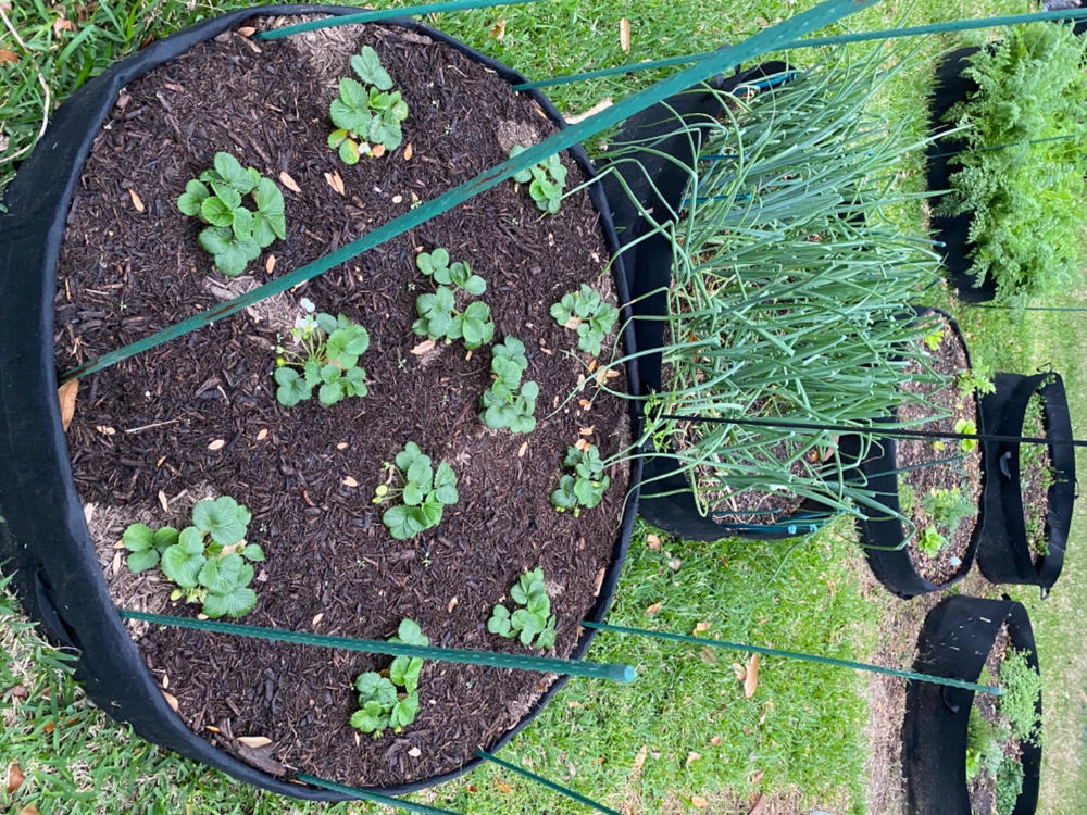 Grow Bags - 2 to 50 Gallon - Black - Customer Photo From Mary Kesler