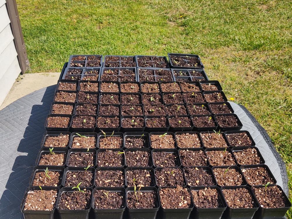 Grow Bags - 2 to 50 Gallon - Black - Customer Photo From Anthony M
