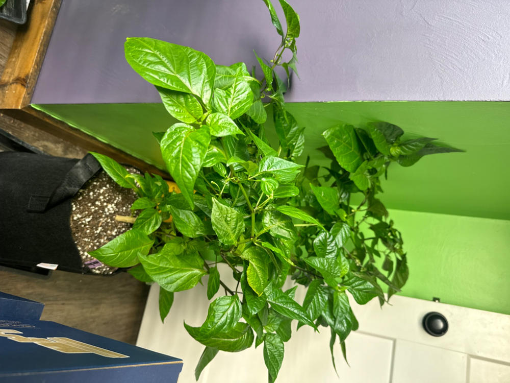 Grow Bags - 2 to 50 Gallon - Black - Customer Photo From Anonymous