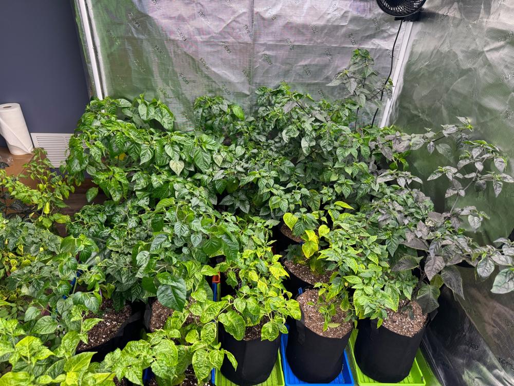 Grow Bags - 2 to 50 Gallon - Black - Customer Photo From Anonymous