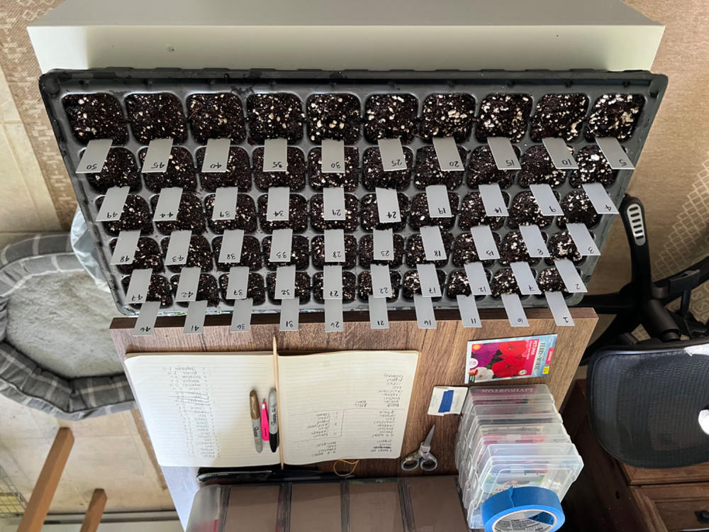 50 Cell Seed Starter Kit - Customer Photo From Katie Zolnowski