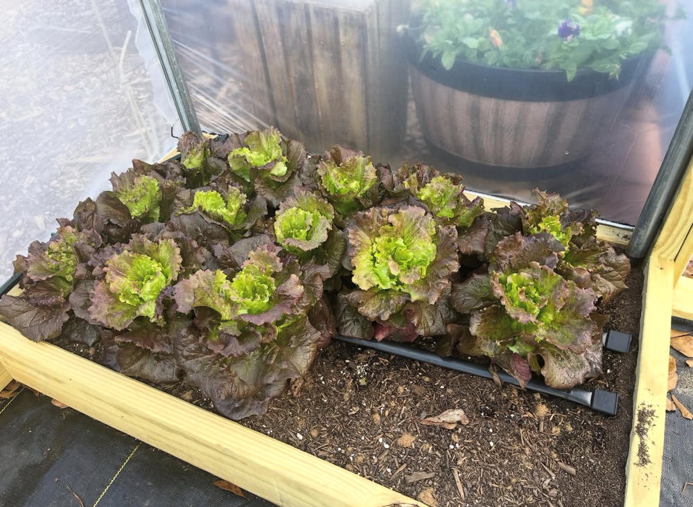 Hobby Greenhouse Kit - Customer Photo From Daniel Tyler