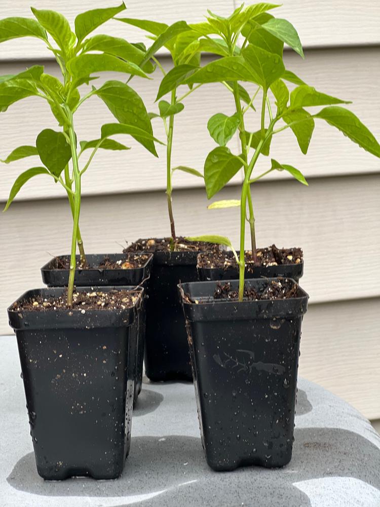 Seed Starter Pots - 2.5in Extra Strength - Customer Photo From Ron W