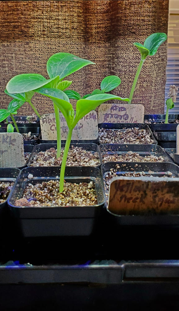 Seed Starter Pots - 2.5" Extra Strength - Customer Photo From Anonymous