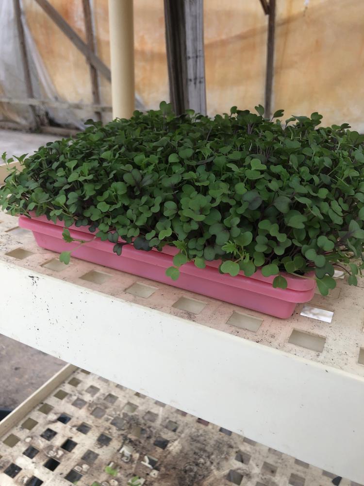 1010 Shallow Seed Trays - Customer Photo From Sarah L