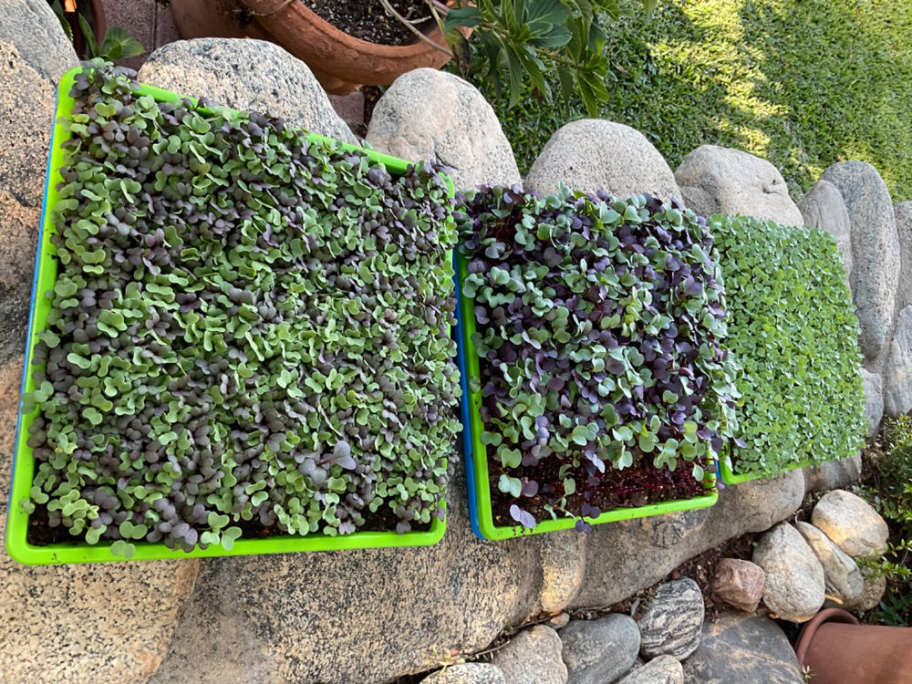 1010 Shallow Seed Trays for Propagation - Customer Photo From Anonymous
