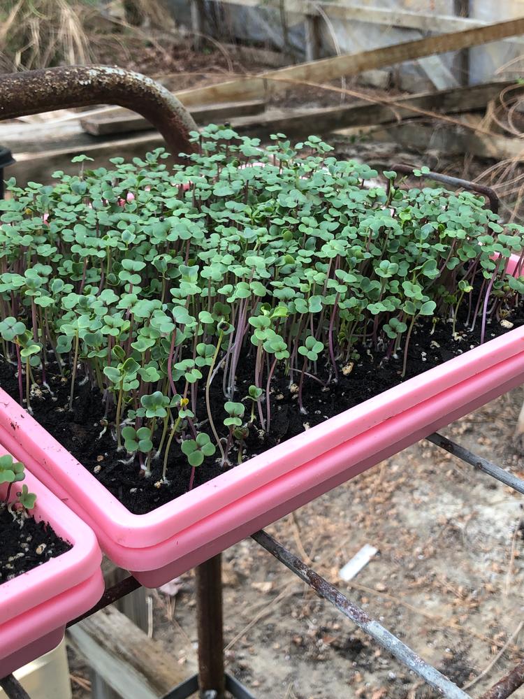 1010 Shallow Seed Trays - Customer Photo From Sarah L