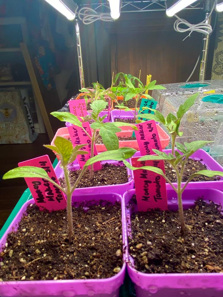Seed Starter Pots - 2.5in Extra Strength - Customer Photo From Deanna C
