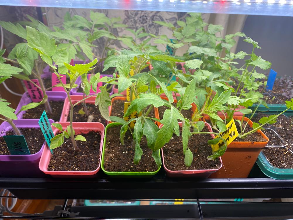 Seed Starter Pots - 2.5in Extra Strength - Customer Photo From Deanna C