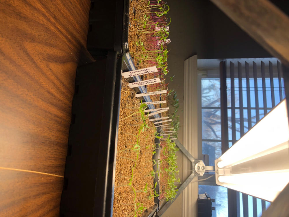 72-Cell Seed Starting Trays - Customer Photo From Kelli Tull