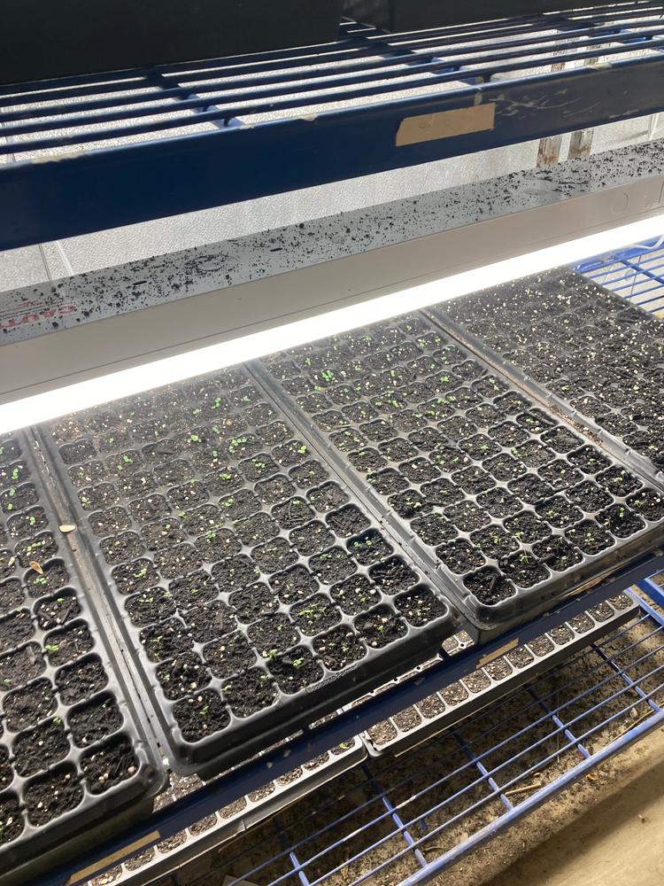 72-Cell Seed Starting Trays - Customer Photo From Garry L