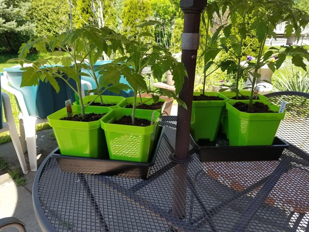 5" Heavy Duty Seed Starting Pots - Customer Photo From Anonymous