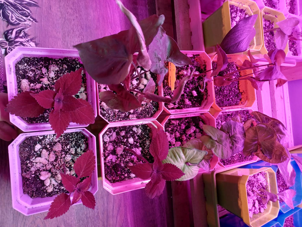 5" Heavy Duty Seed Starting Pots - Customer Photo From Anonymous