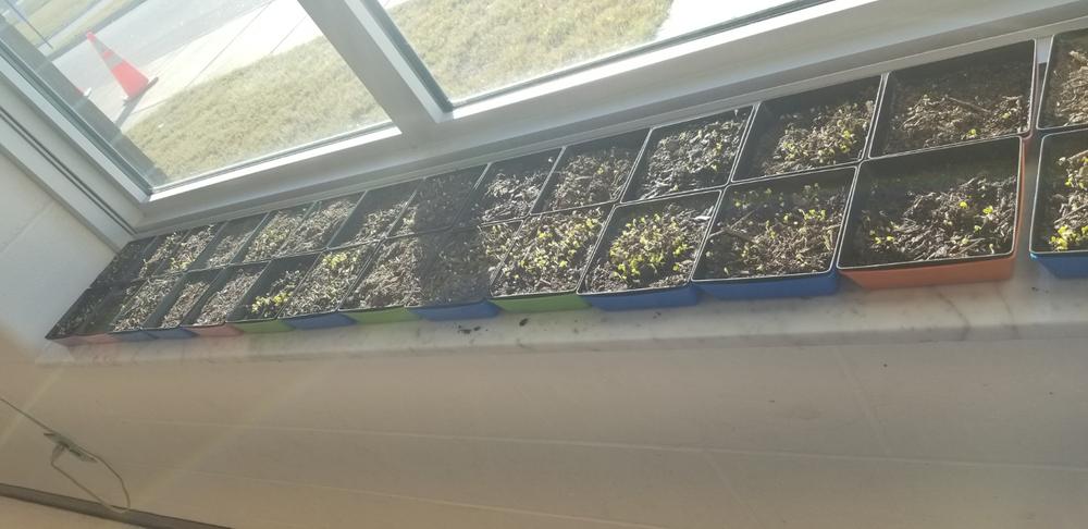 5X5 Shallow Microgreen Trays - Customer Photo From Alice Miller