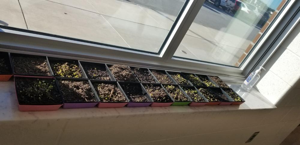 5X5 Shallow Microgreen Trays - Customer Photo From Alice Miller