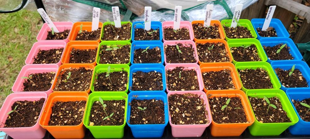 Classroom Seed Starting Bundle - Customer Photo From Heather Green