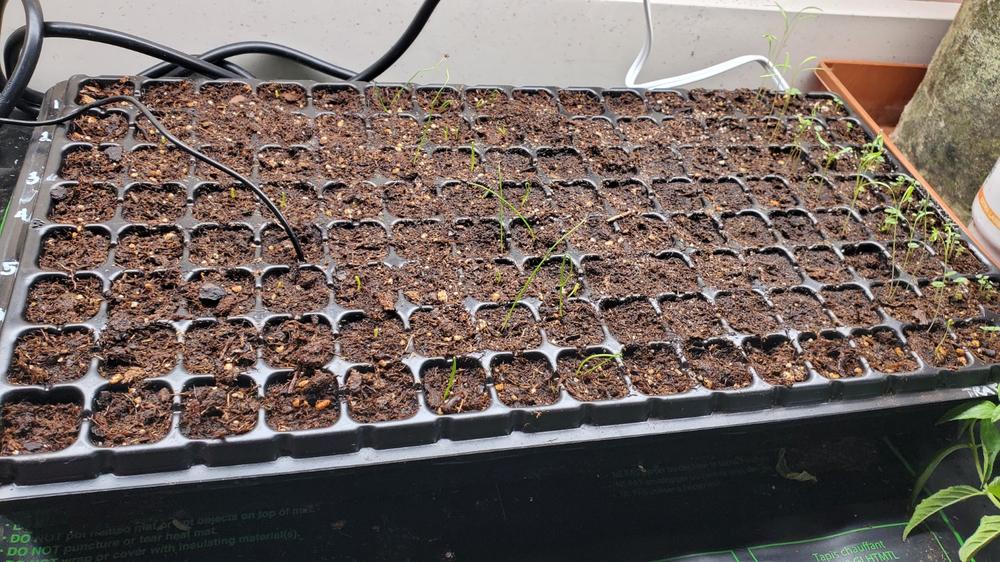 128-Cell Plug Trays for Seedlings - Customer Photo From Diane Bandiga