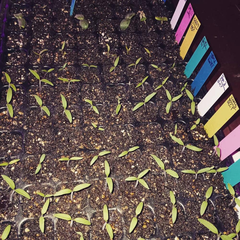 128-Cell Plug Trays for Seedlings - Customer Photo From Naomi T