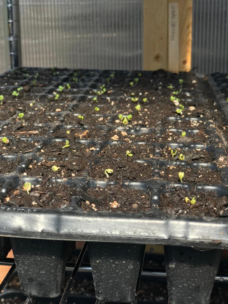 128-Cell Plug Trays for Seedlings - Customer Photo From Brian B