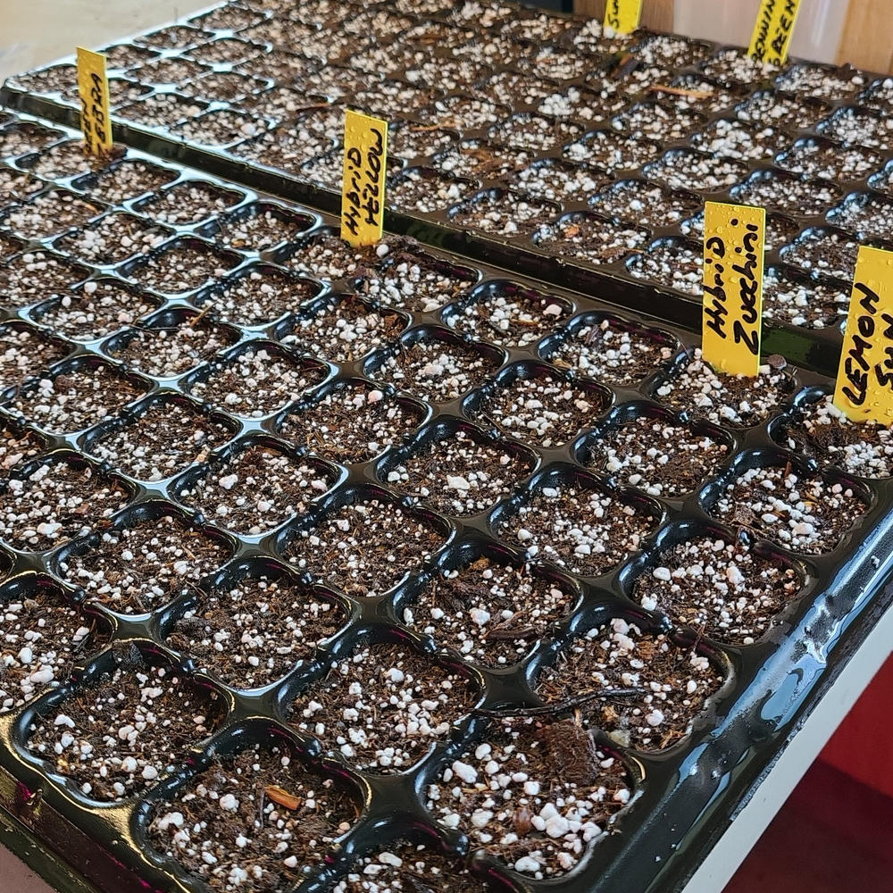 200-Cell Seed Starting Tray - Customer Photo From Tracy Lutz