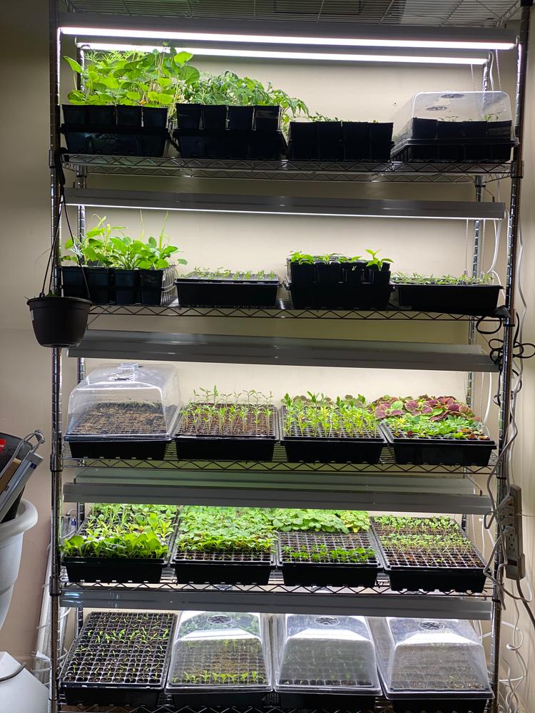 200-Cell Seed Starting Tray - Customer Photo From Lesley V