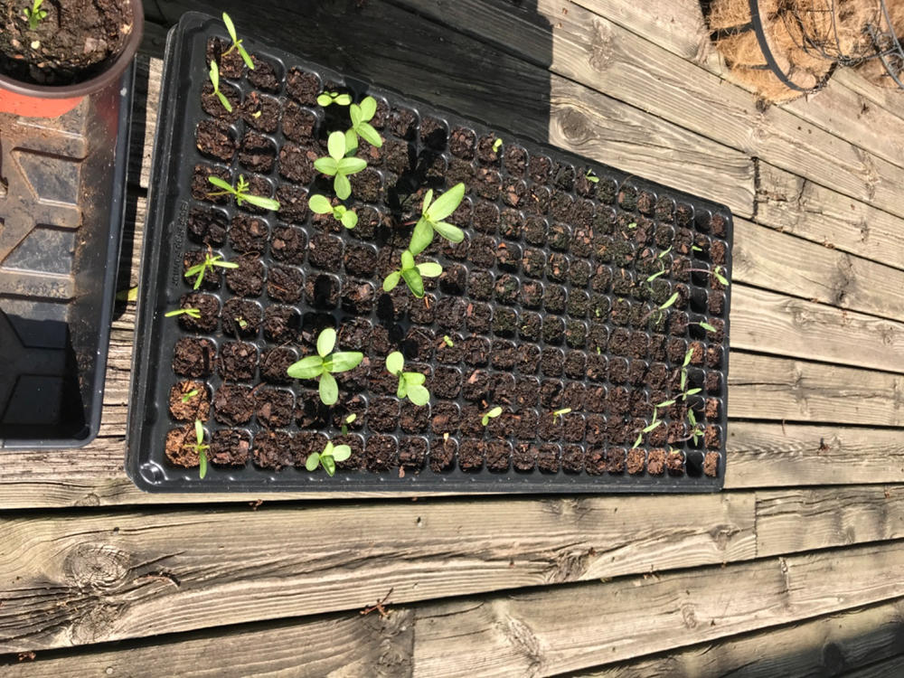 200-Cell Seed Starting Tray - Customer Photo From Anonymous