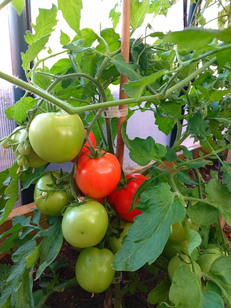 Greenhouse Snap On Clamps and Clips - Customer Photo From Robert W