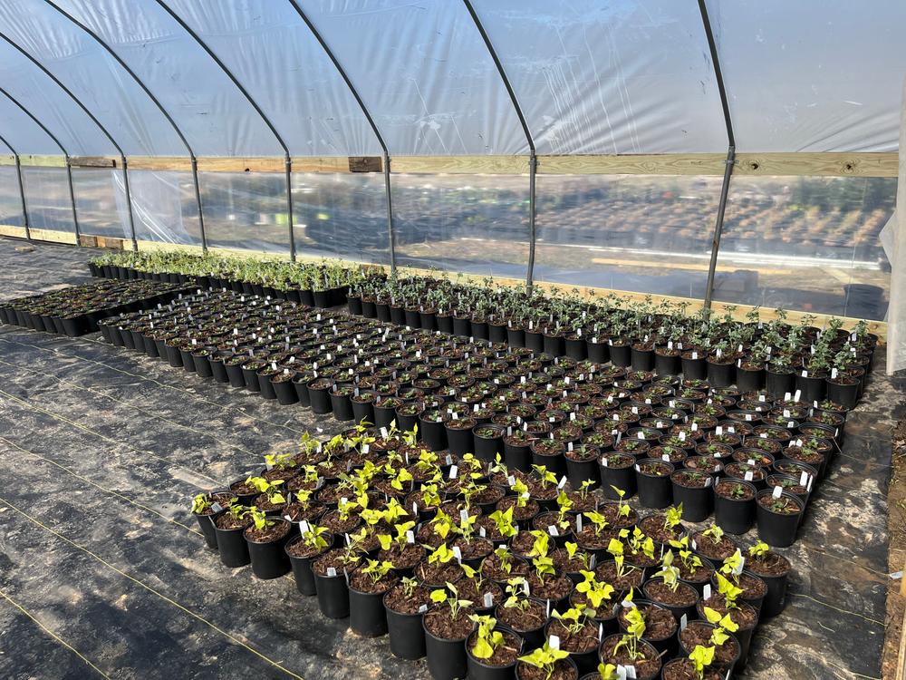 Greenhouse Snap On Clamps and Clips - Customer Photo From StepHanii W